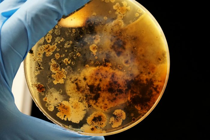 petri dish with mould